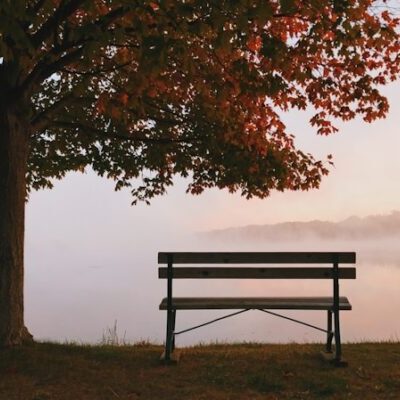 brown wooden bench under shade of tree during daytime