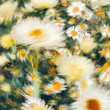 a bunch of white and yellow flowers in a field