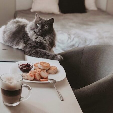 russian blue cat on white bed