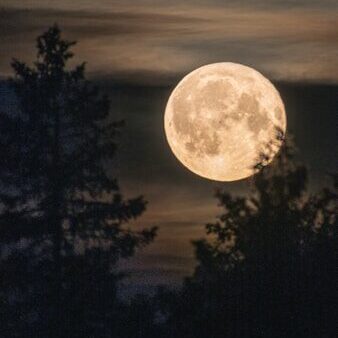 A full moon is seen through the trees